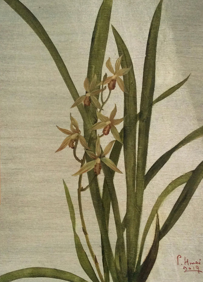 Cymbidium ensifolium