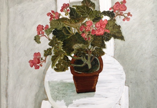 T029 Sunny Day - Begonia
