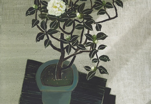 T056 Morning light - White Camellia