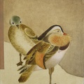 T016 Mandarin Duck