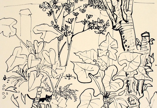 The Line Drawing Series - display this album The Line Drawing Series