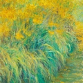 005 Hemerocallis II