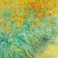005 Hemerocallis I