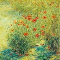 004 Poppy I