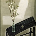 T012 Prunus