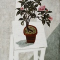 T034 Grace - the Camellia