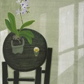 T042 Morning light – The Purple Phalaenopsis