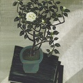 T056 Morning light - White Camellia