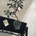 T062 Chinese New Year - Pink Camellia