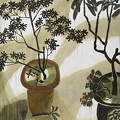 043 Blooming in Courtyard - the Loquat I