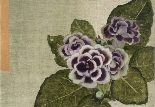 T023 ‎Gloxinia