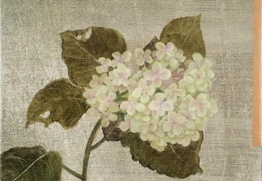 T026 Hydrangea
