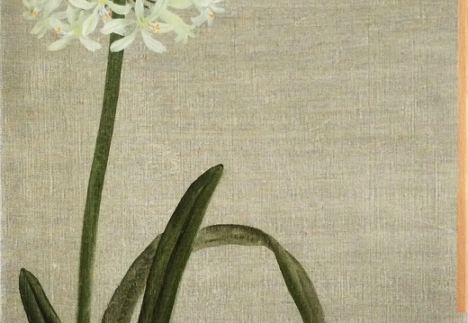 T030 African Lily